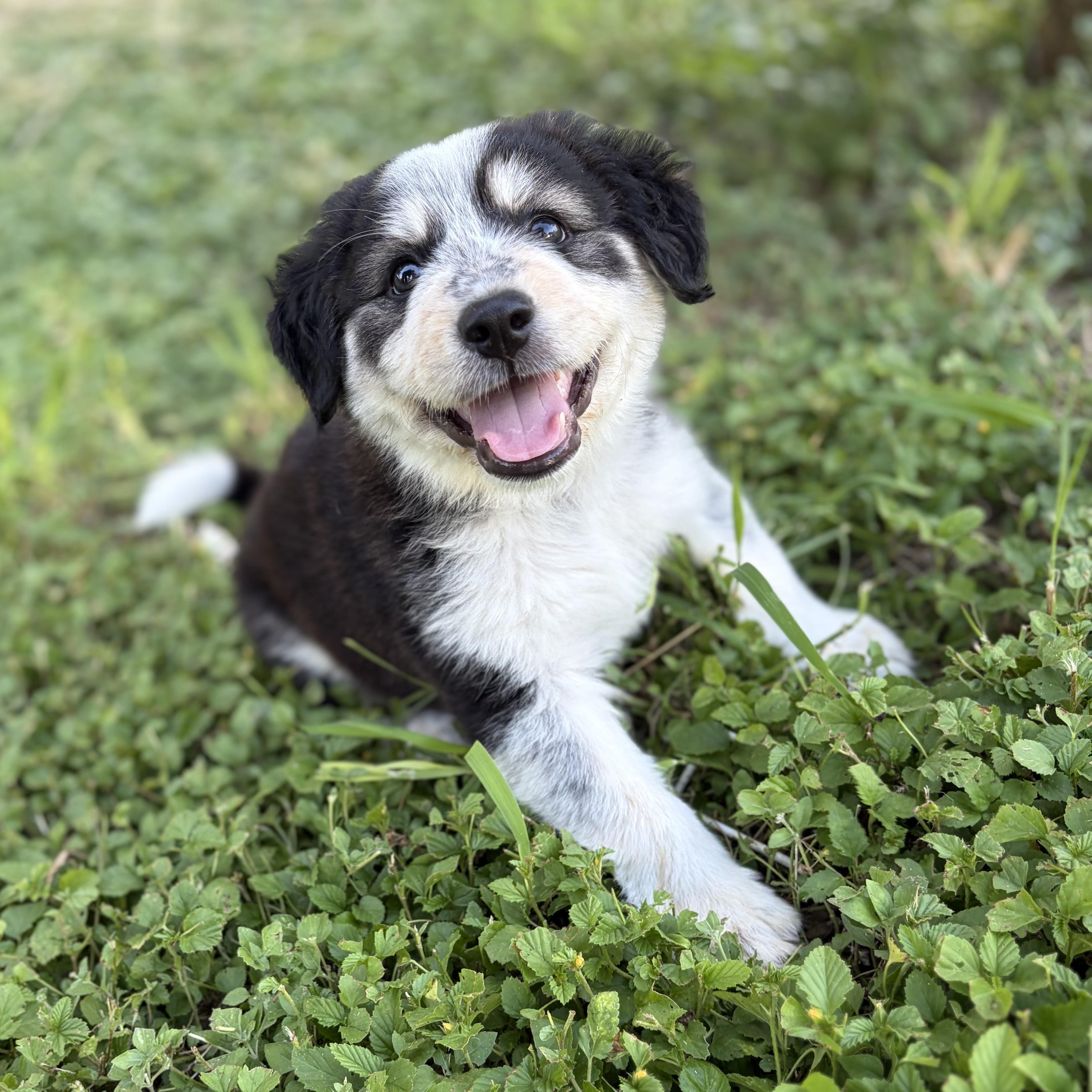 Po, an adopted mixed breed in Tacoma, WA image 4/4