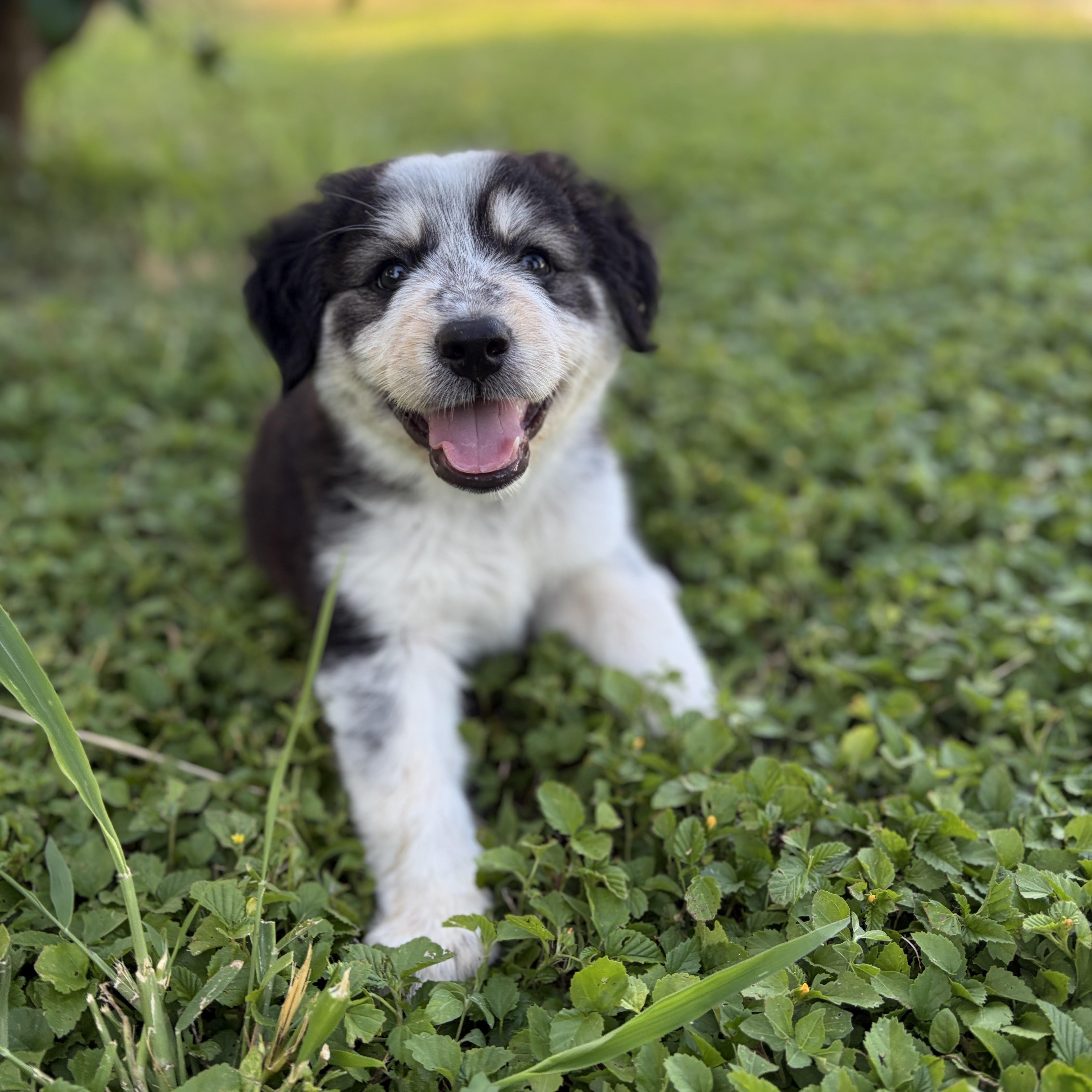 Po, an adopted mixed breed in Tacoma, WA image 3/4