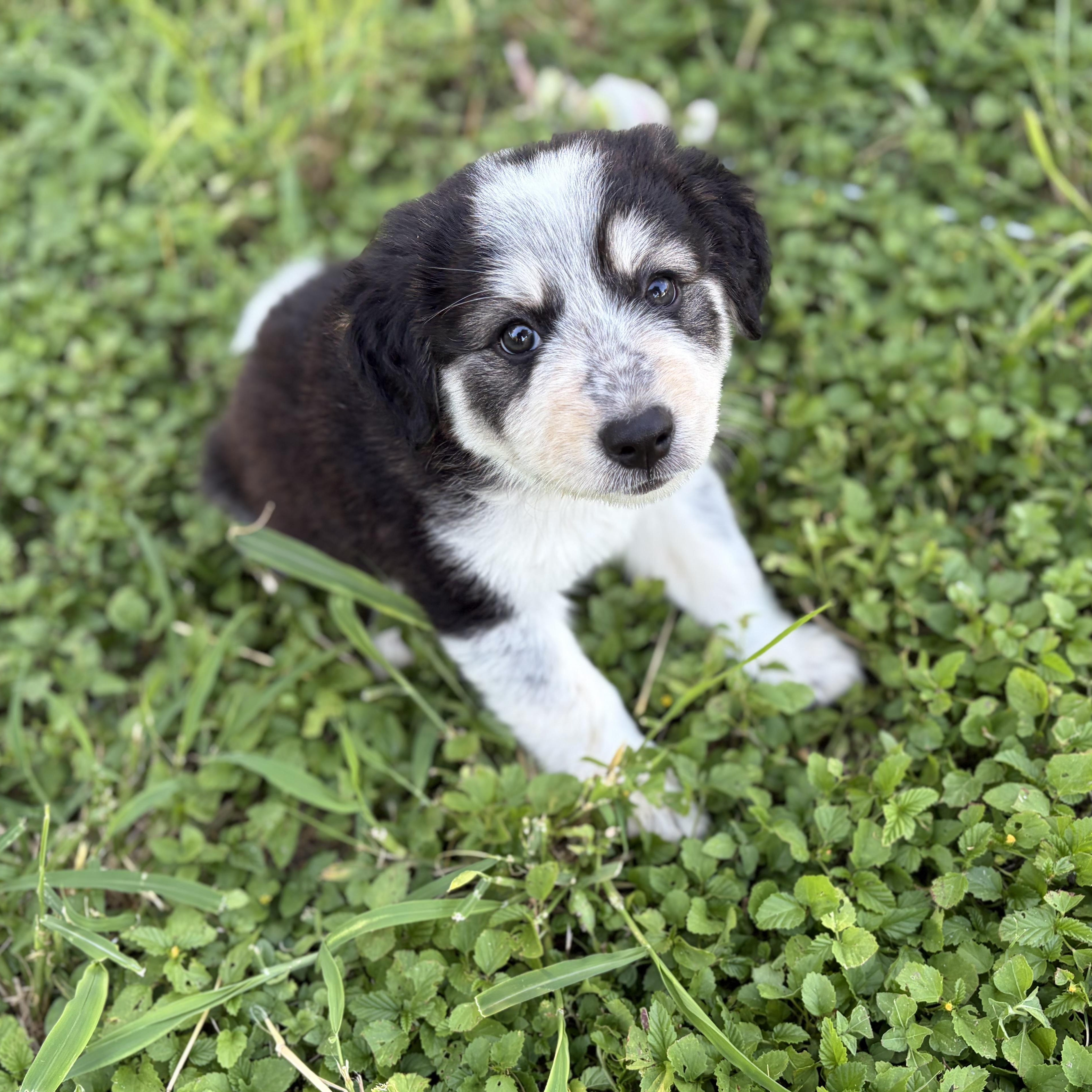 Po, an adopted mixed breed in Tacoma, WA image 2/4