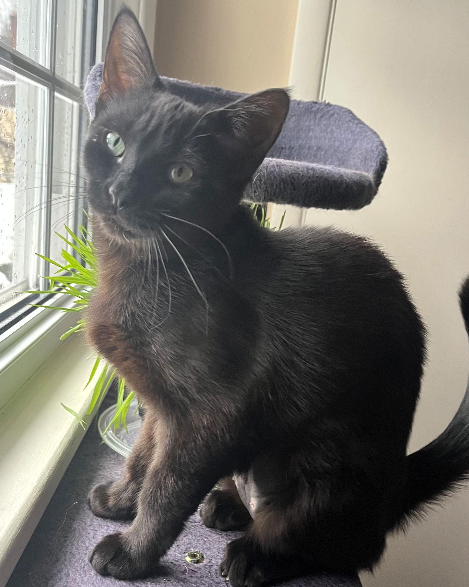 Molly, Adoptable, Adult Female Domestic Short Hair.