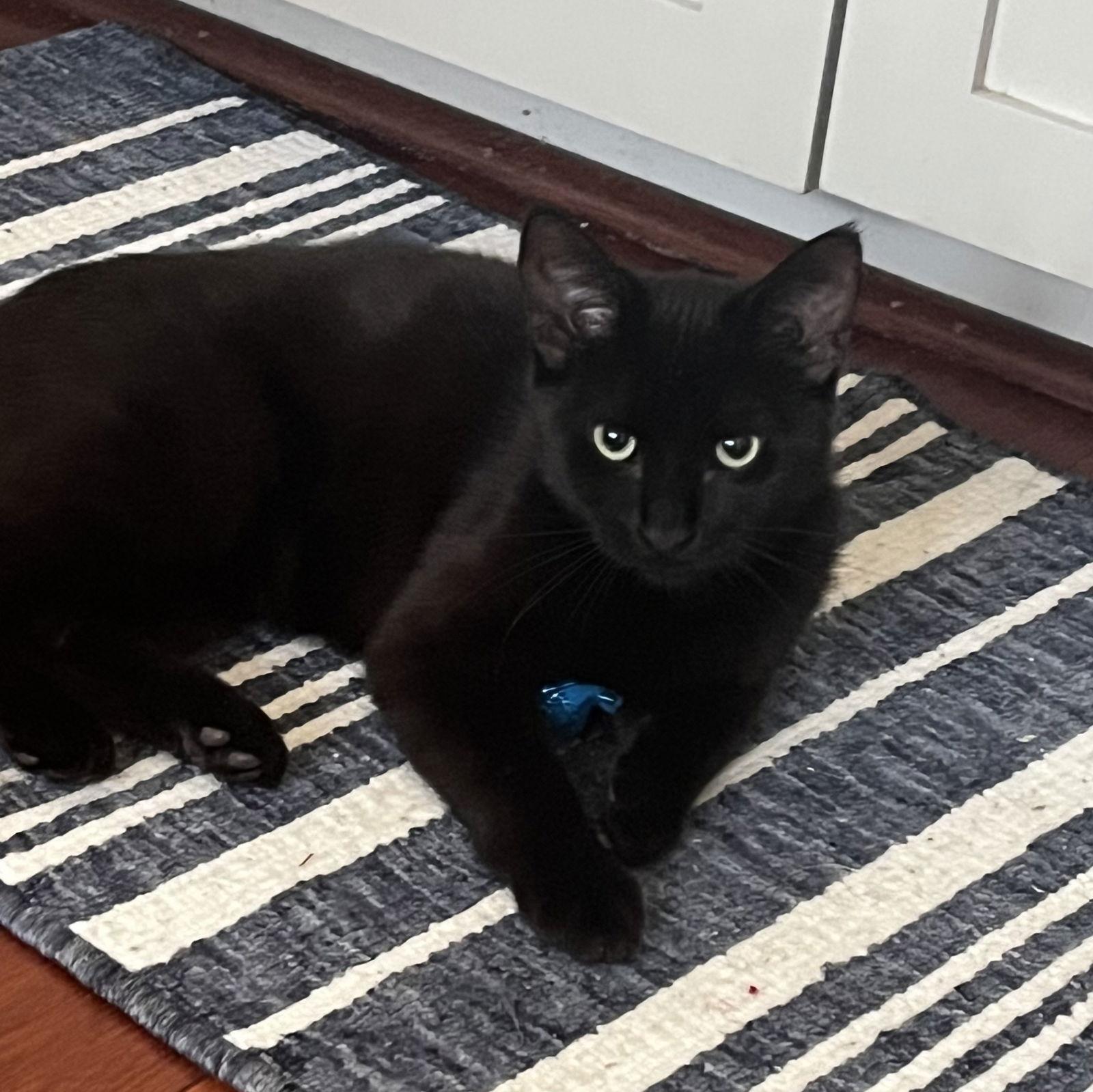 Enlarge Molly, a Adoptable Domestic Short Hair in Rochester, NY image 2/2