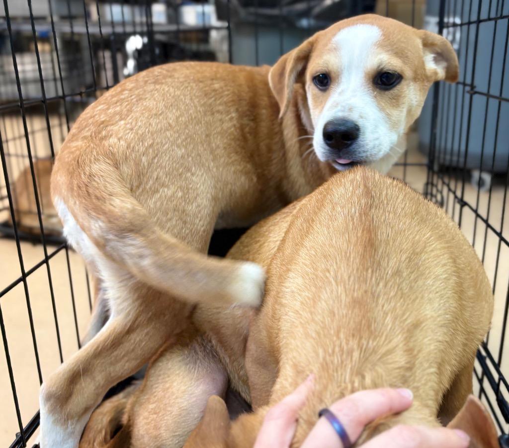 Enlarge Rye, a Adoptable mixed breed in Nacogdoches, TX image 1/1