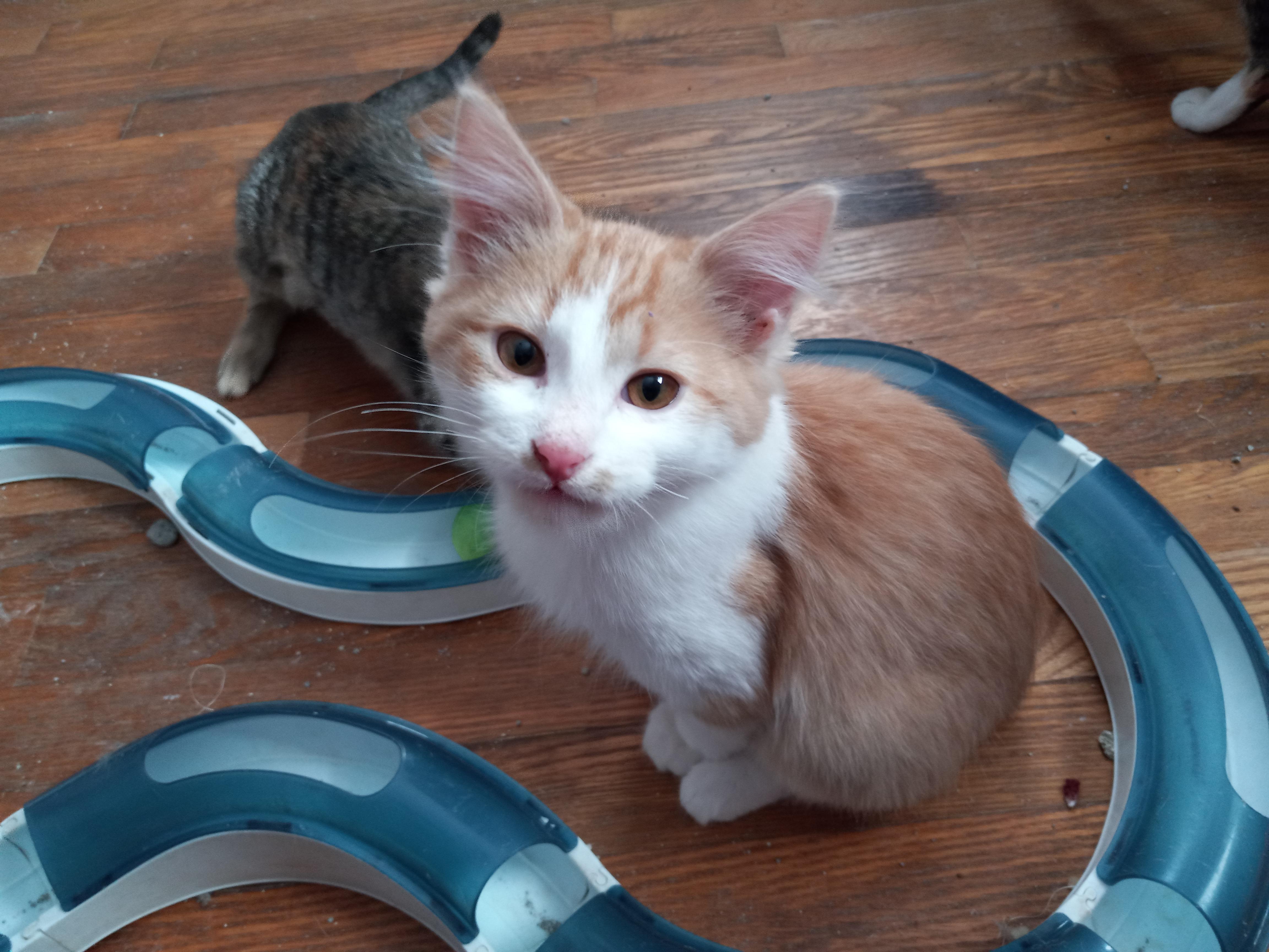 Enlarge Frankey, a Adopted Domestic Long Hair in Midland, MI image 1/4