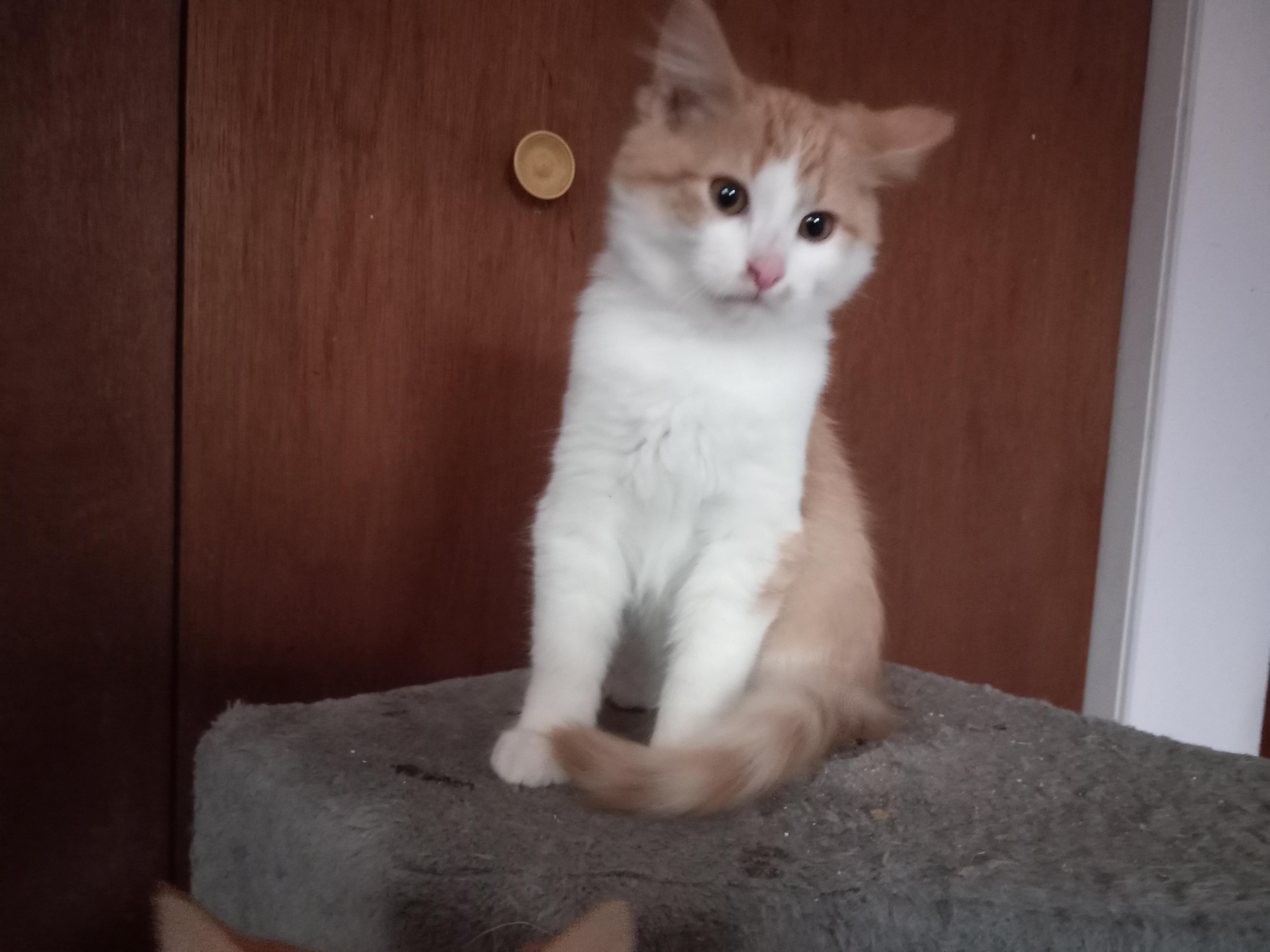 Enlarge Frankey, a Adopted Domestic Long Hair in Midland, MI image 2/4