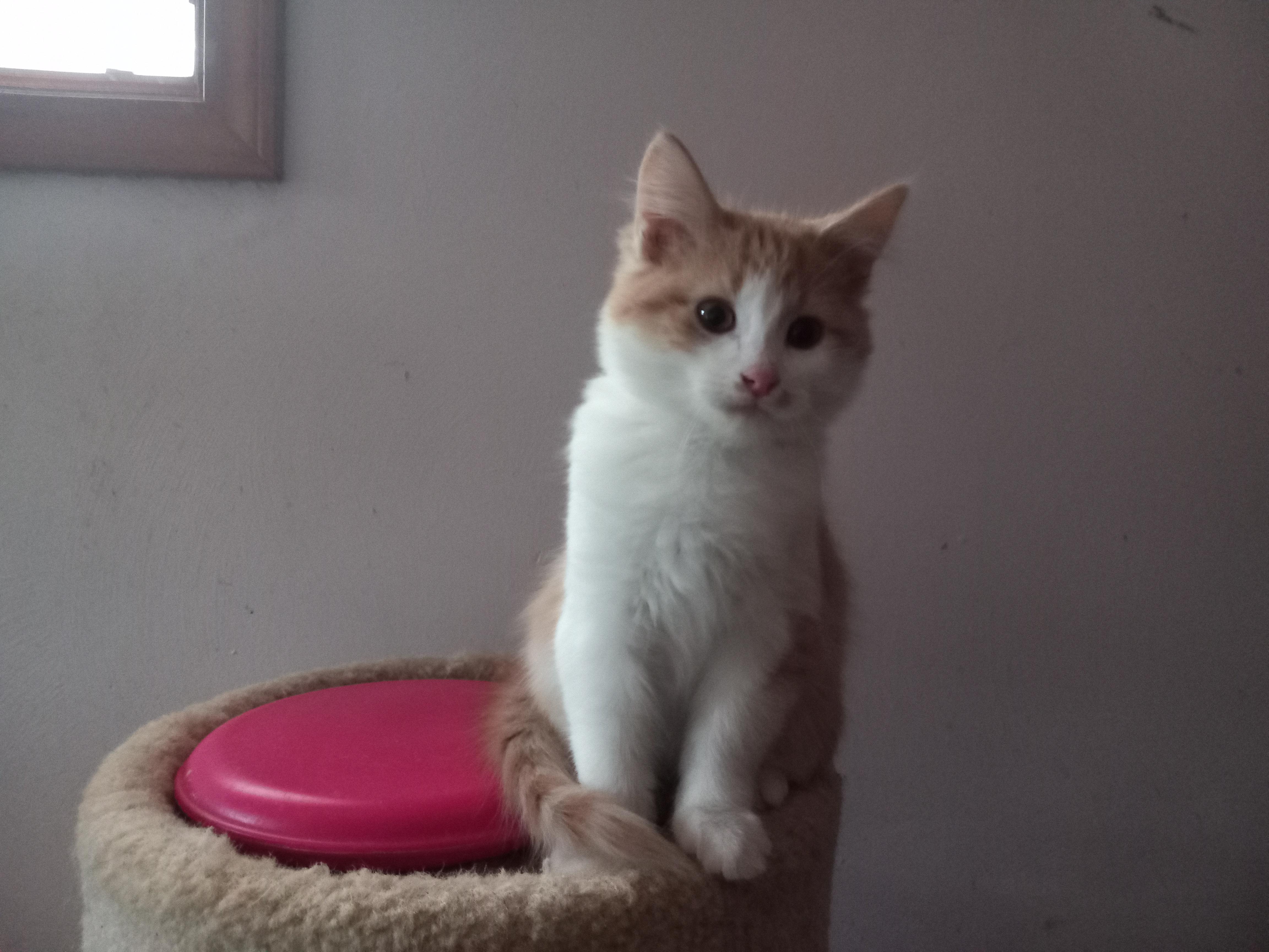 Enlarge Frankey, a Adopted Domestic Long Hair in Midland, MI image 3/4