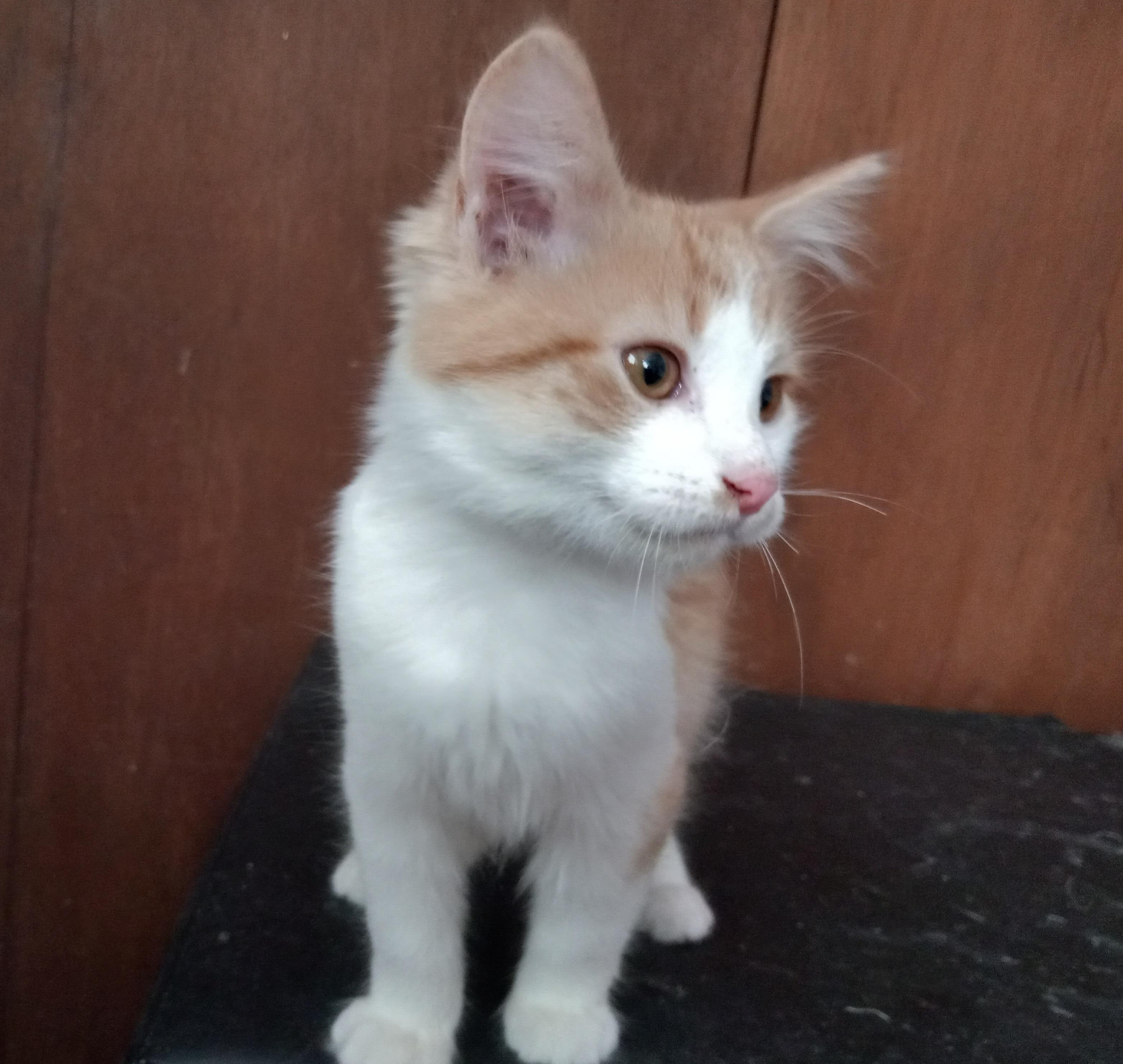 Enlarge Frankey, a Adopted Domestic Long Hair in Midland, MI image 4/4