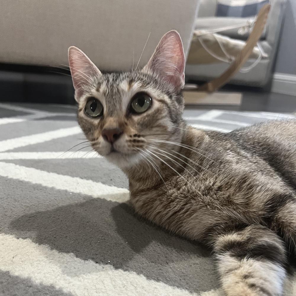 Enlarge Rika, a Adoptable mixed breed in Dallas, TX image 1/6