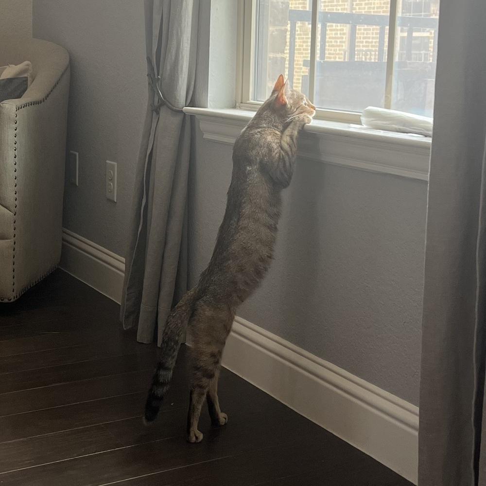 Enlarge Rika, a Adoptable mixed breed in Dallas, TX image 2/6