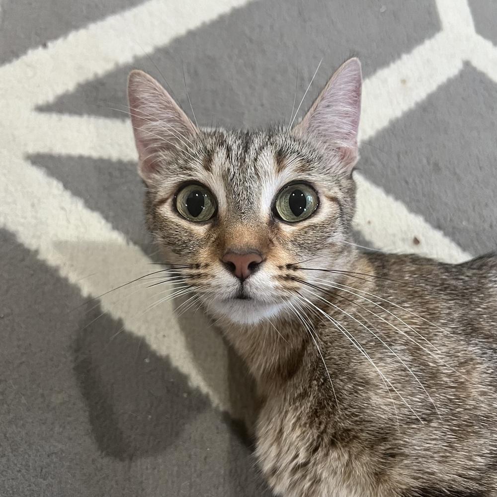 Enlarge Rika, a Adoptable mixed breed in Dallas, TX image 4/6