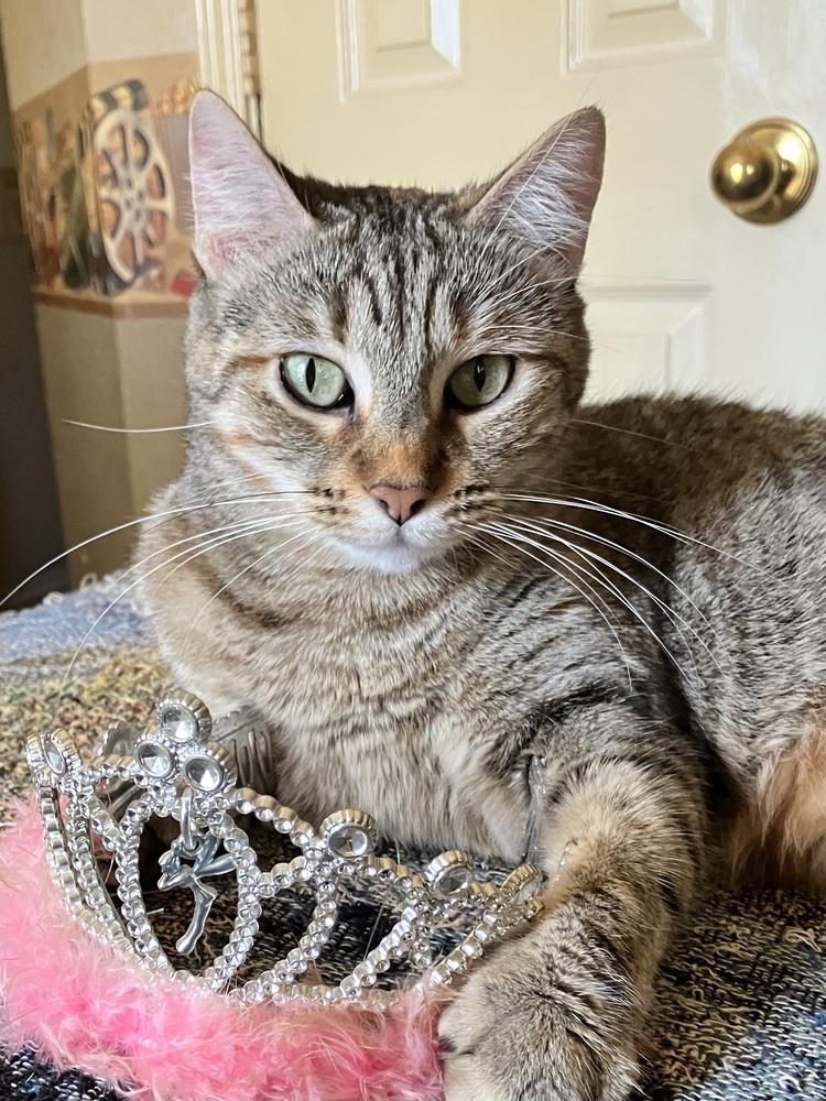 Enlarge Rika, a Adoptable mixed breed in Dallas, TX image 5/6