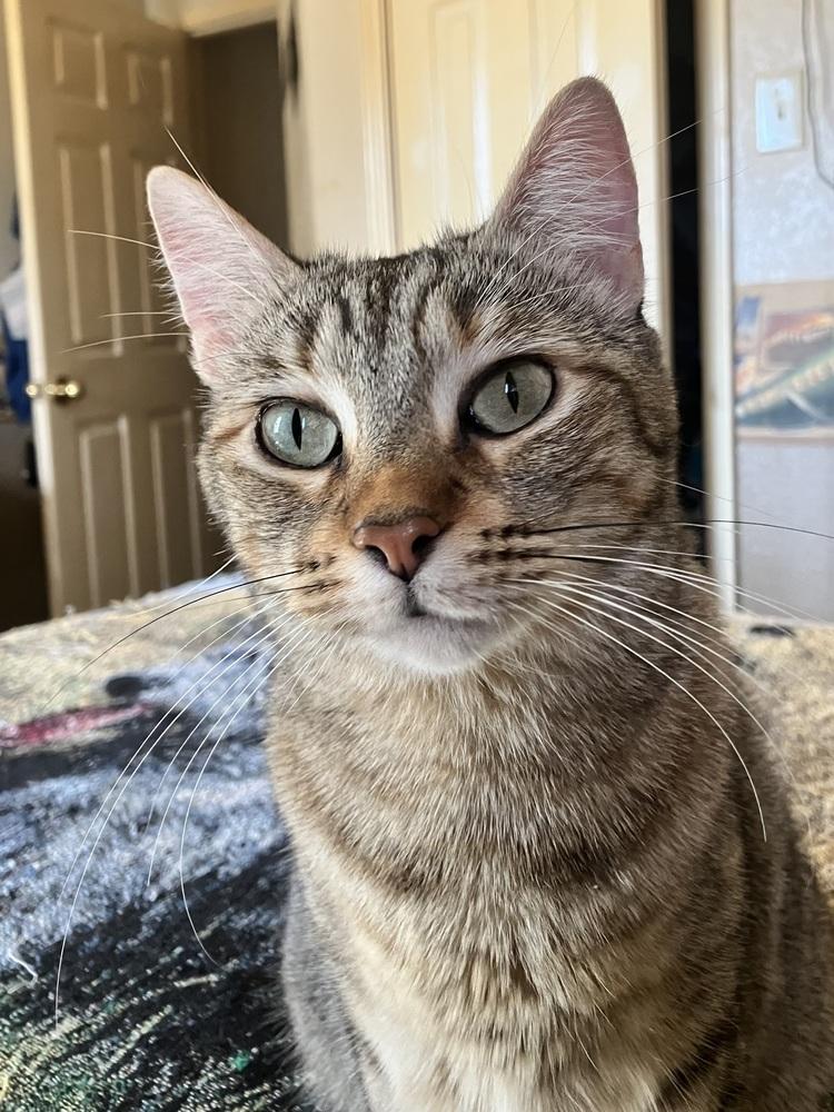 Enlarge Rika, a Adoptable mixed breed in Dallas, TX image 6/6