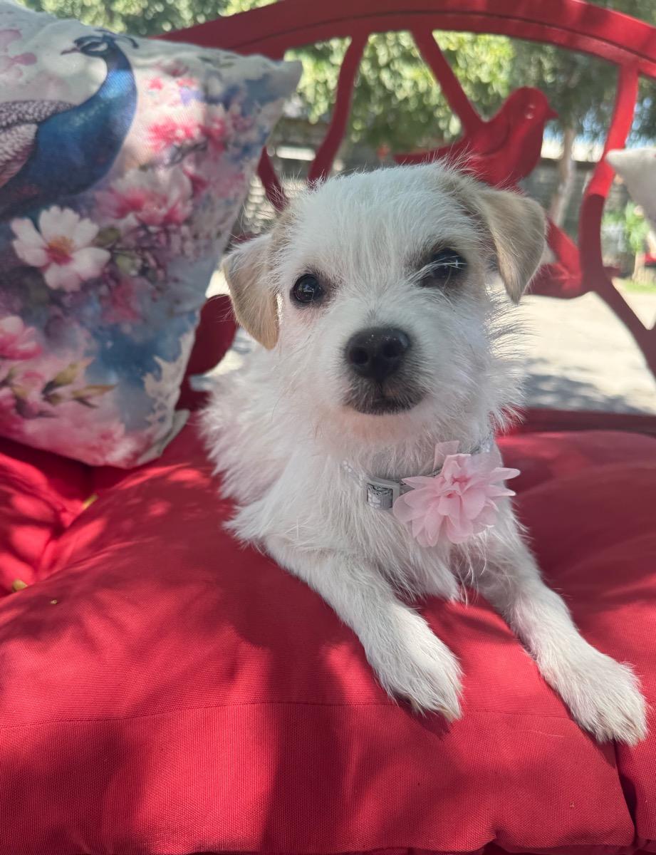 Carla Grace, Adoptable, Young Male Maltese & Terrier.