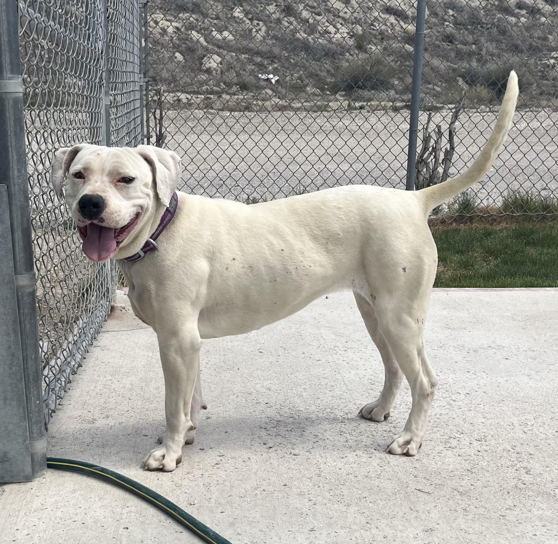 60784858, ADOPTABLE, Adult Female American Bulldog & Pit Bull Terrier.