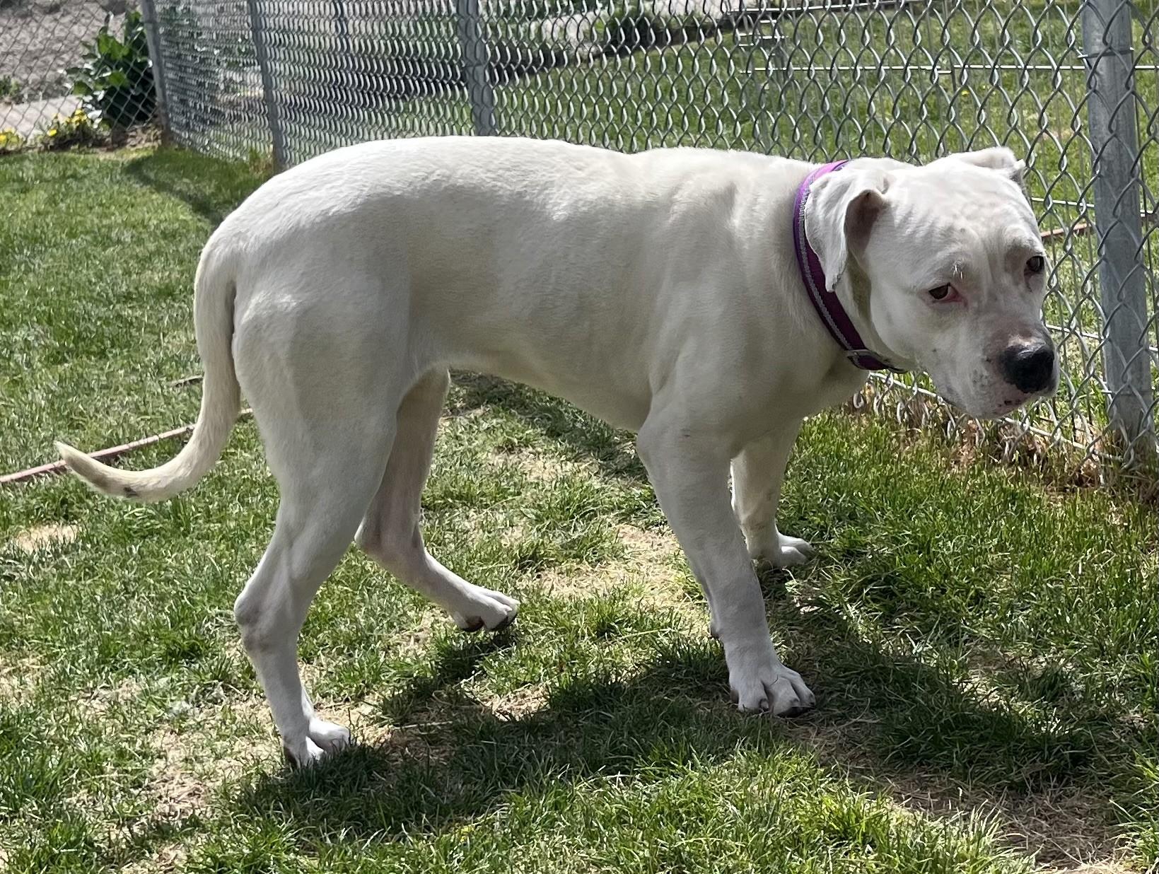 Enlarge 60784858, a ADOPTABLE mixed breed in Elko, NV image 2/2