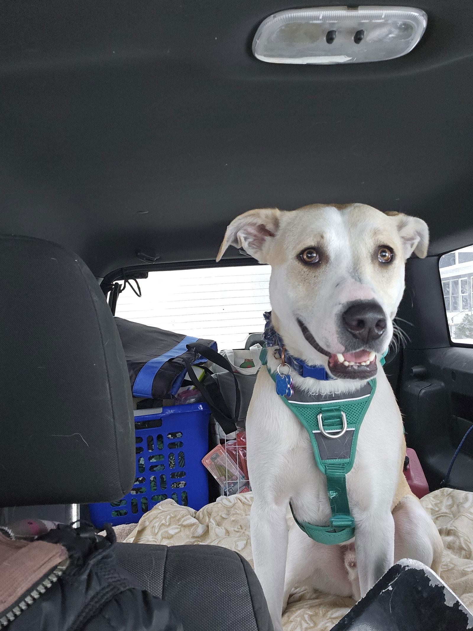 Enlarge Lowry, a Adoptable Terrier in Minneapolis, MN image 1/3