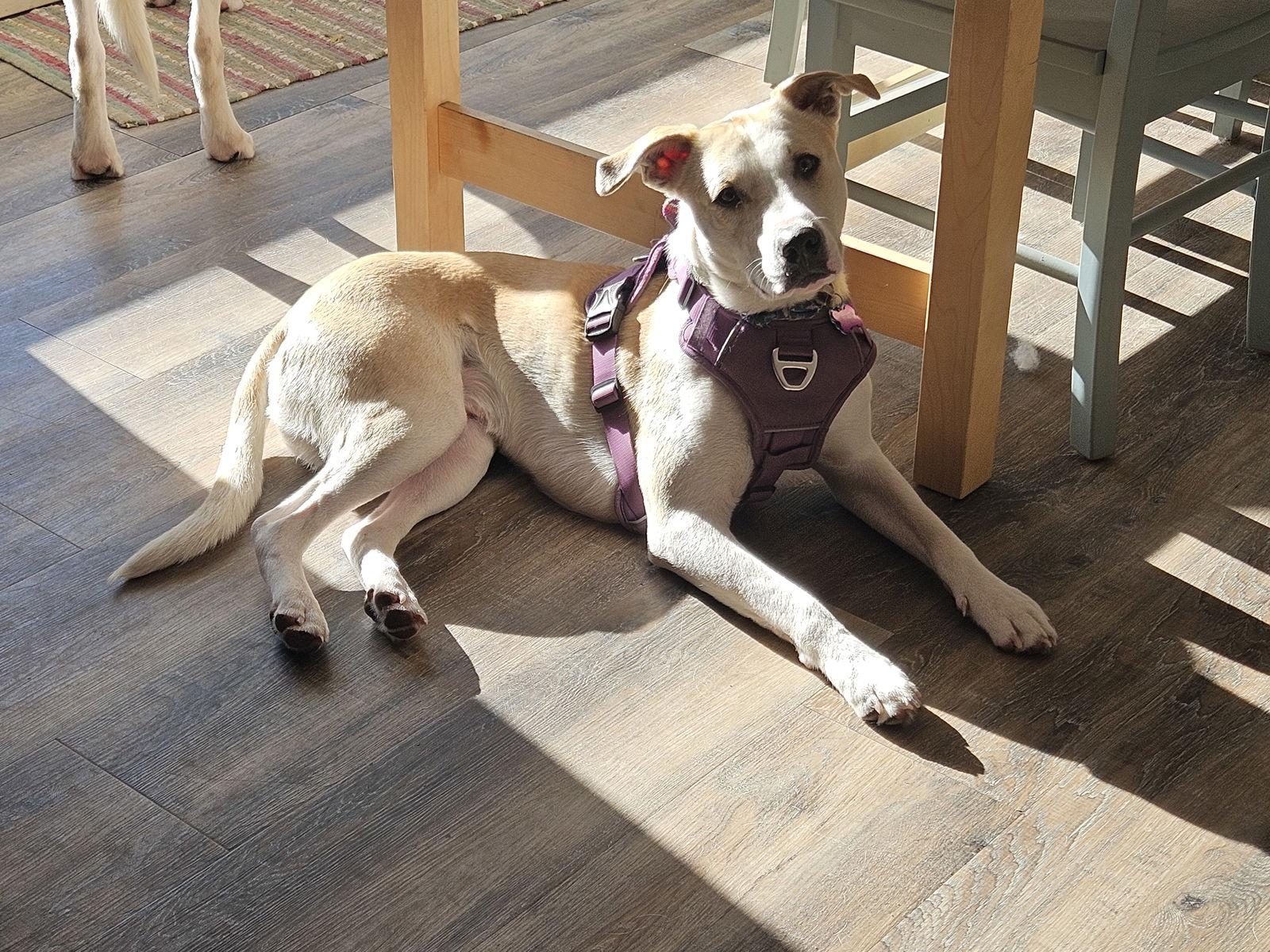 Enlarge Lowry, a Adoptable Terrier in Minneapolis, MN image 2/3