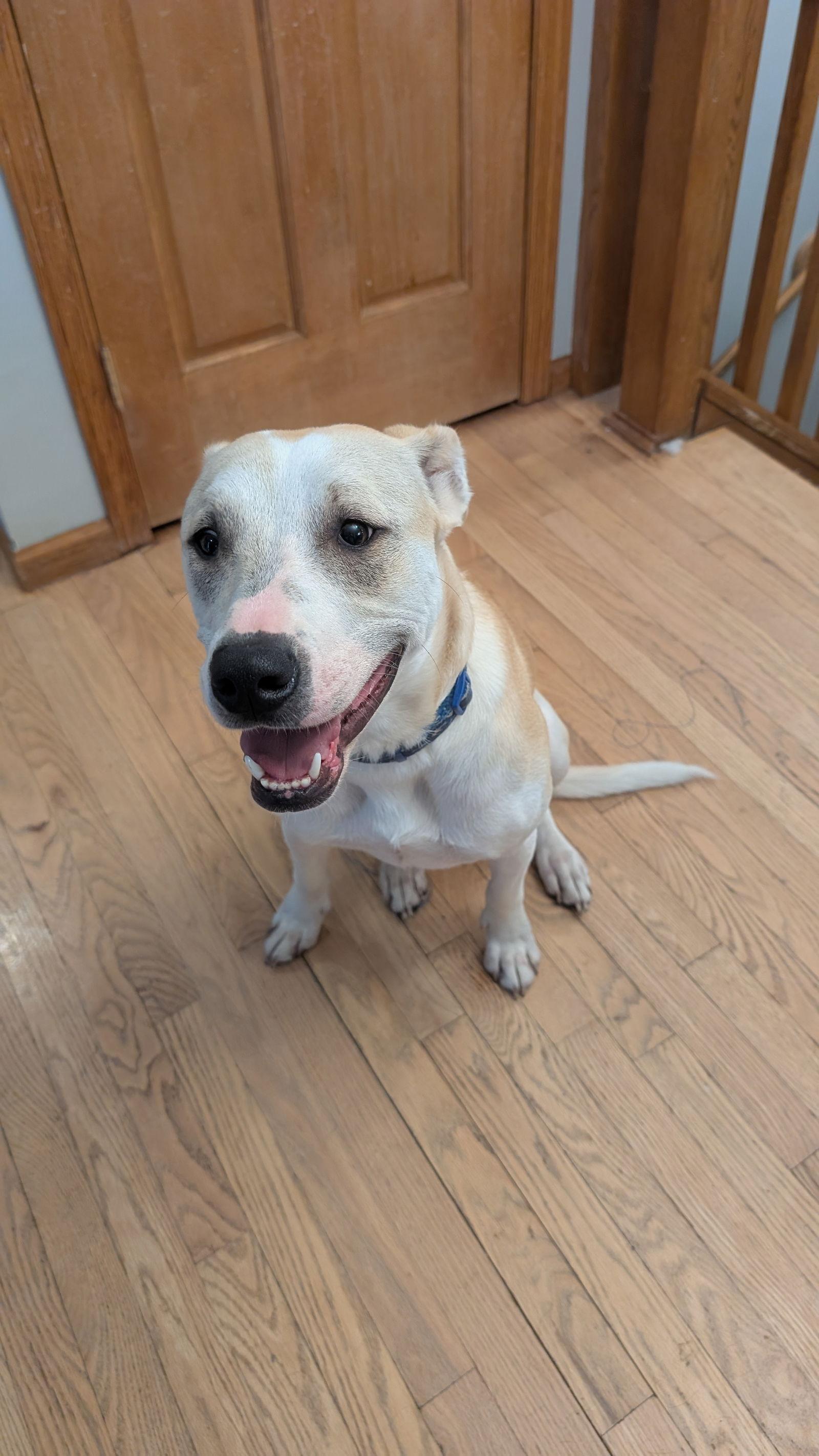 Enlarge Lowry, a Adoptable Terrier in Minneapolis, MN image 3/3