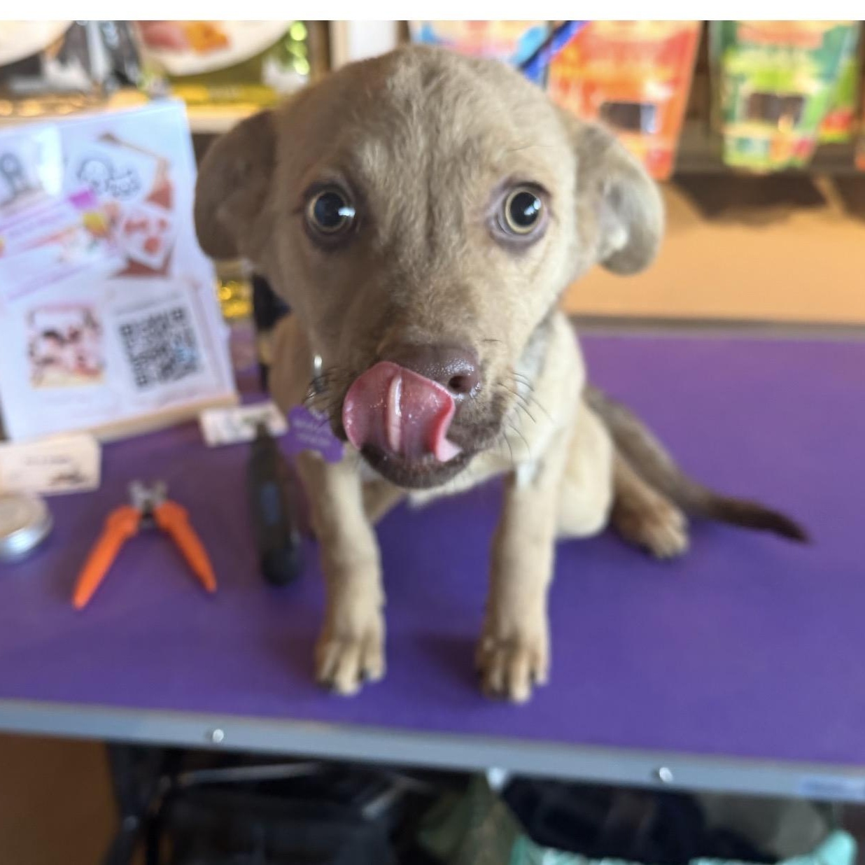 Enlarge Jade , a ADOPTABLE mixed breed in Louisburg, KS image 4/4