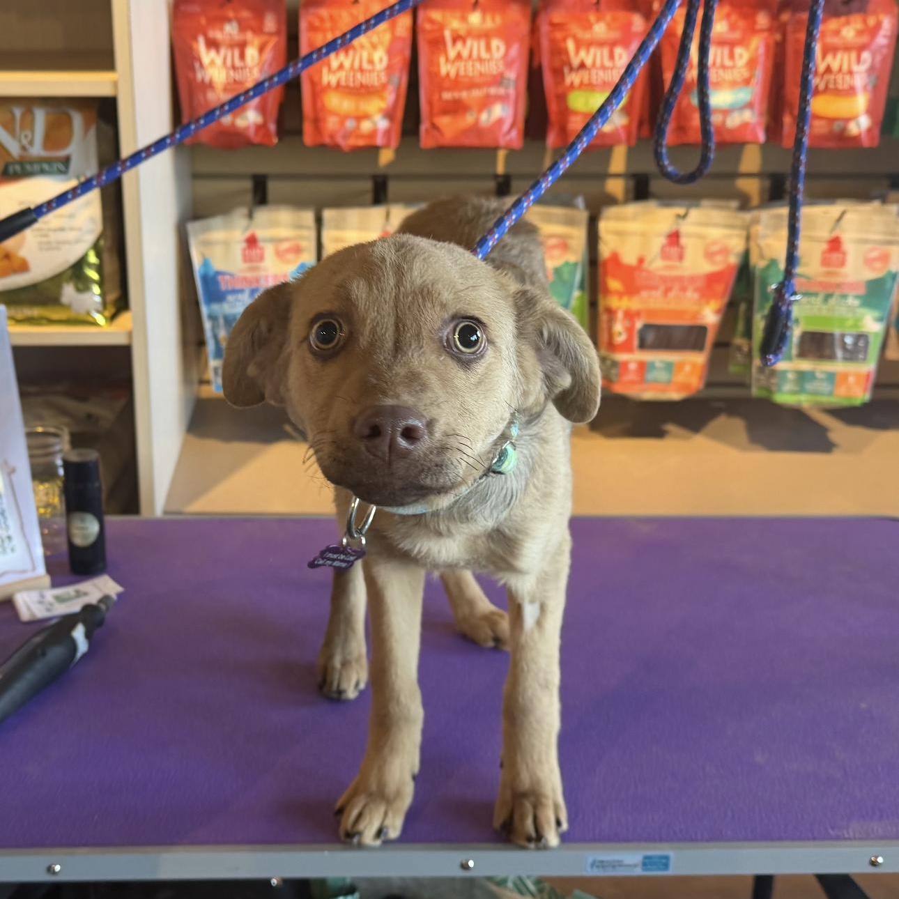 Enlarge Jade , a ADOPTABLE mixed breed in Louisburg, KS image 3/4