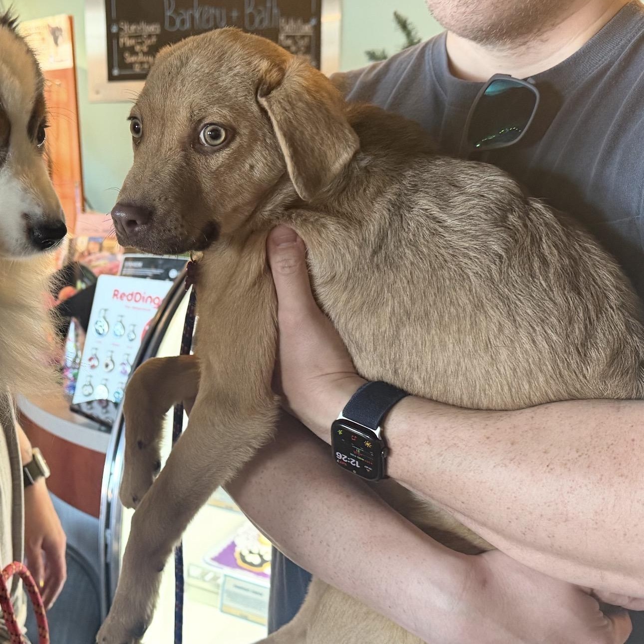 Enlarge Jade , a ADOPTABLE mixed breed in Louisburg, KS image 2/4