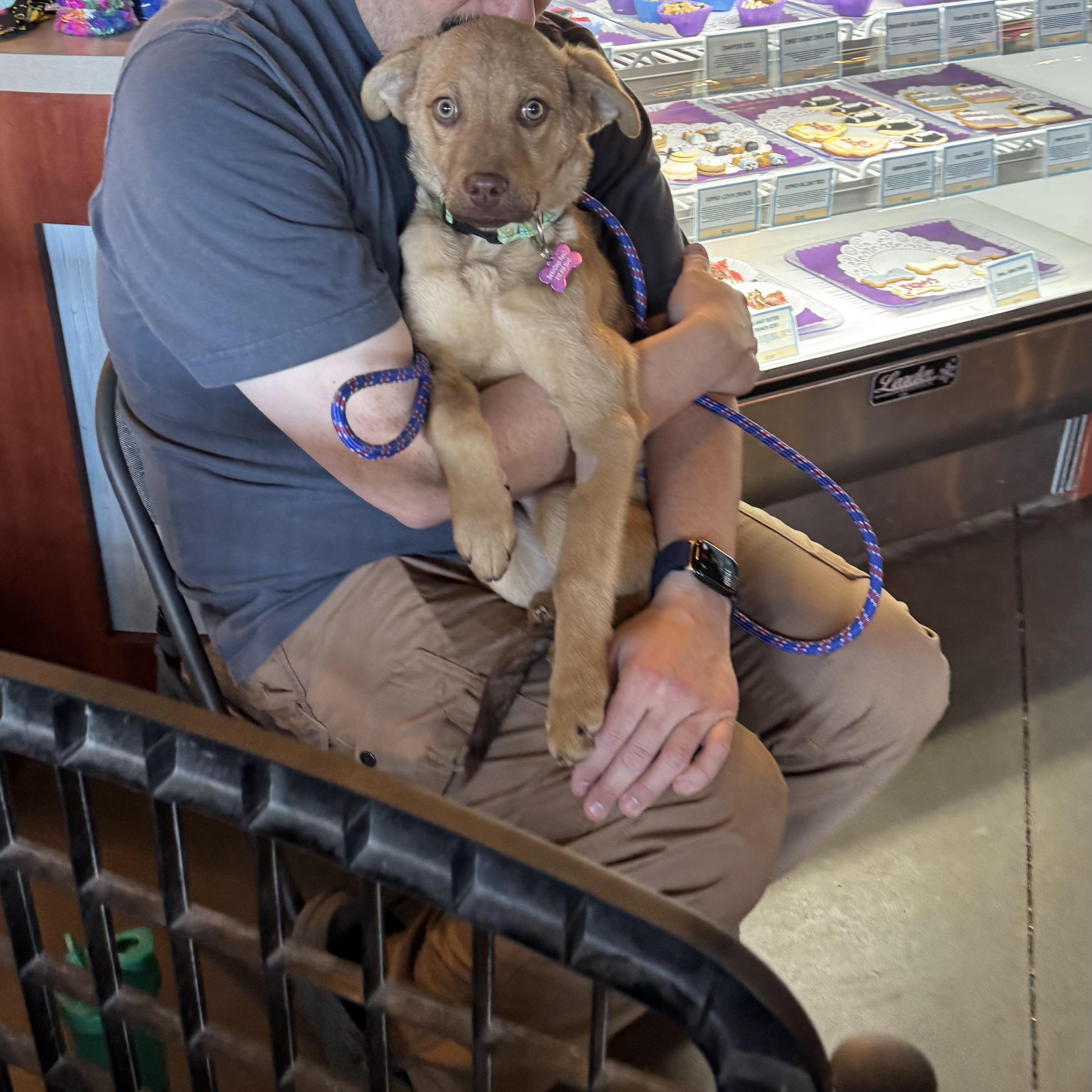 Jade , ADOPTABLE, Puppy Female Golden Retriever & Shepherd.