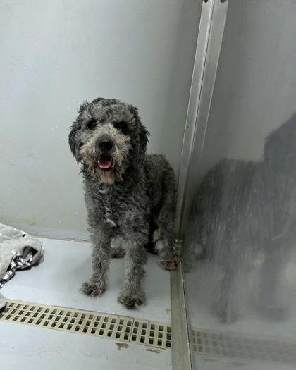 Enlarge Kobe, a Adoptable mixed breed in Portland, ME image 2/3