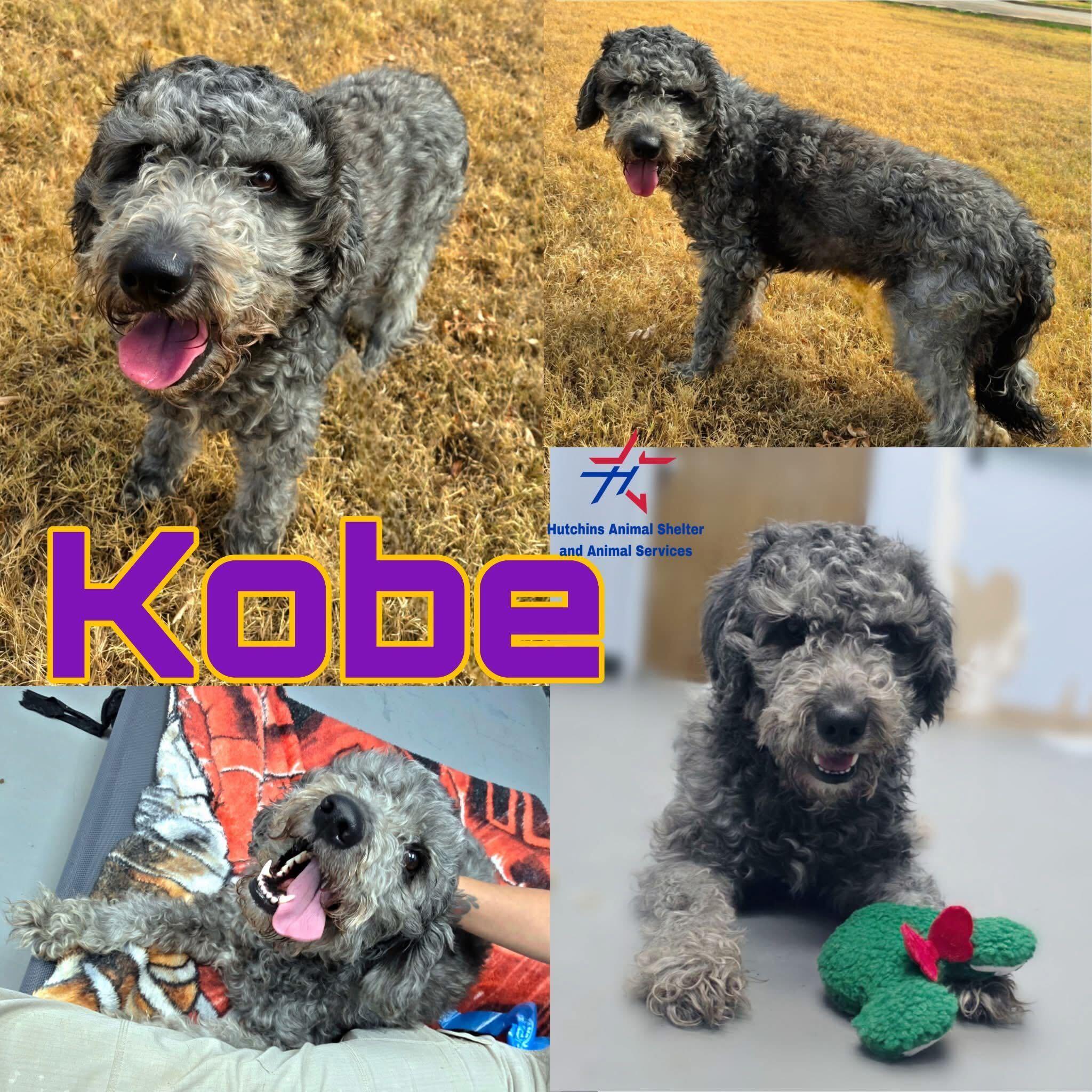 Enlarge Kobe, a Adoptable mixed breed in Portland, ME image 1/3