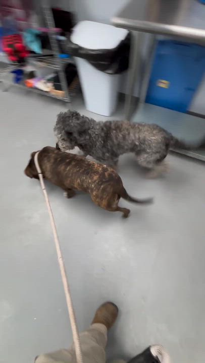 Enlarge Kobe, a Adoptable mixed breed in Portland, ME video 3/3