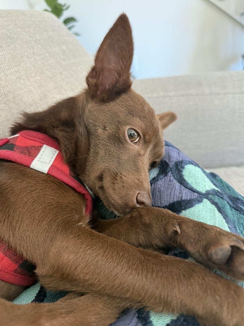 Enlarge Italia , a ADOPTABLE mixed breed in Lake Worth, FL image 6/6