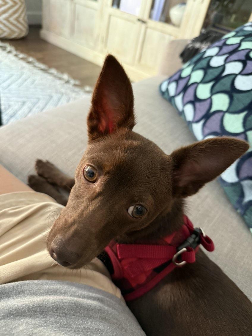 Enlarge Italia , a ADOPTABLE mixed breed in Lake Worth, FL image 5/6