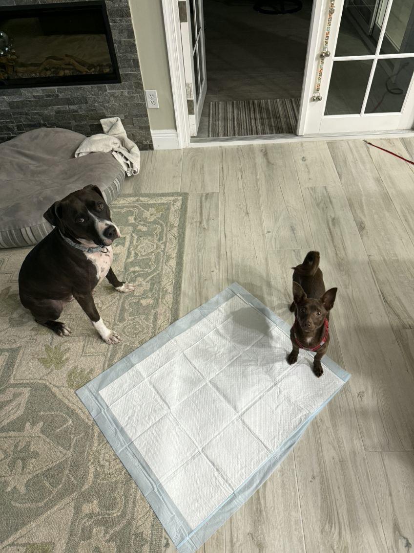 Enlarge Italia , a ADOPTABLE mixed breed in Lake Worth, FL image 4/6