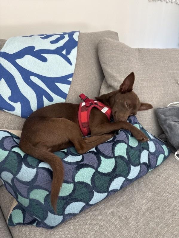 Enlarge Italia , a ADOPTABLE mixed breed in Lake Worth, FL image 1/6