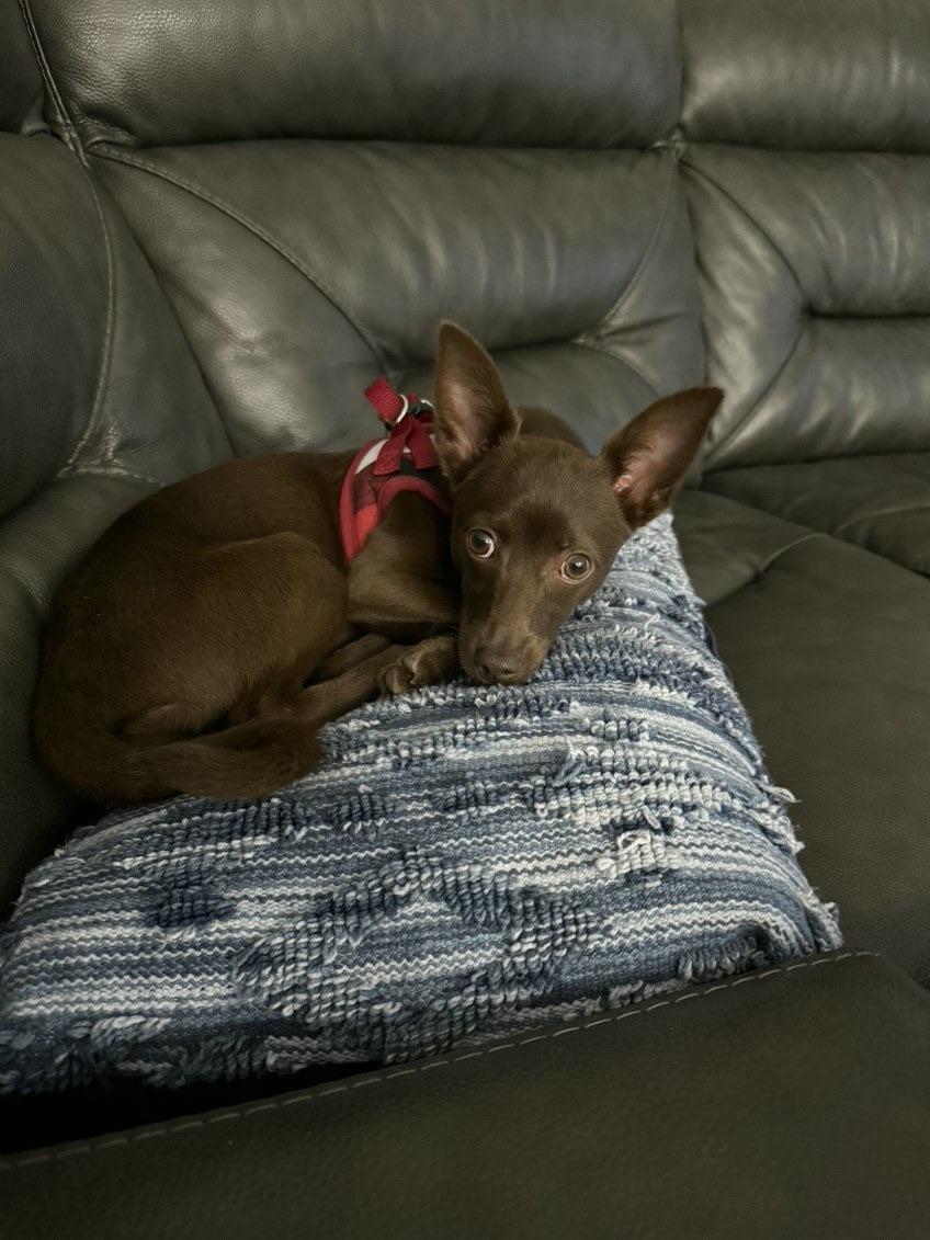 Enlarge Italia , a ADOPTABLE mixed breed in Lake Worth, FL image 2/6