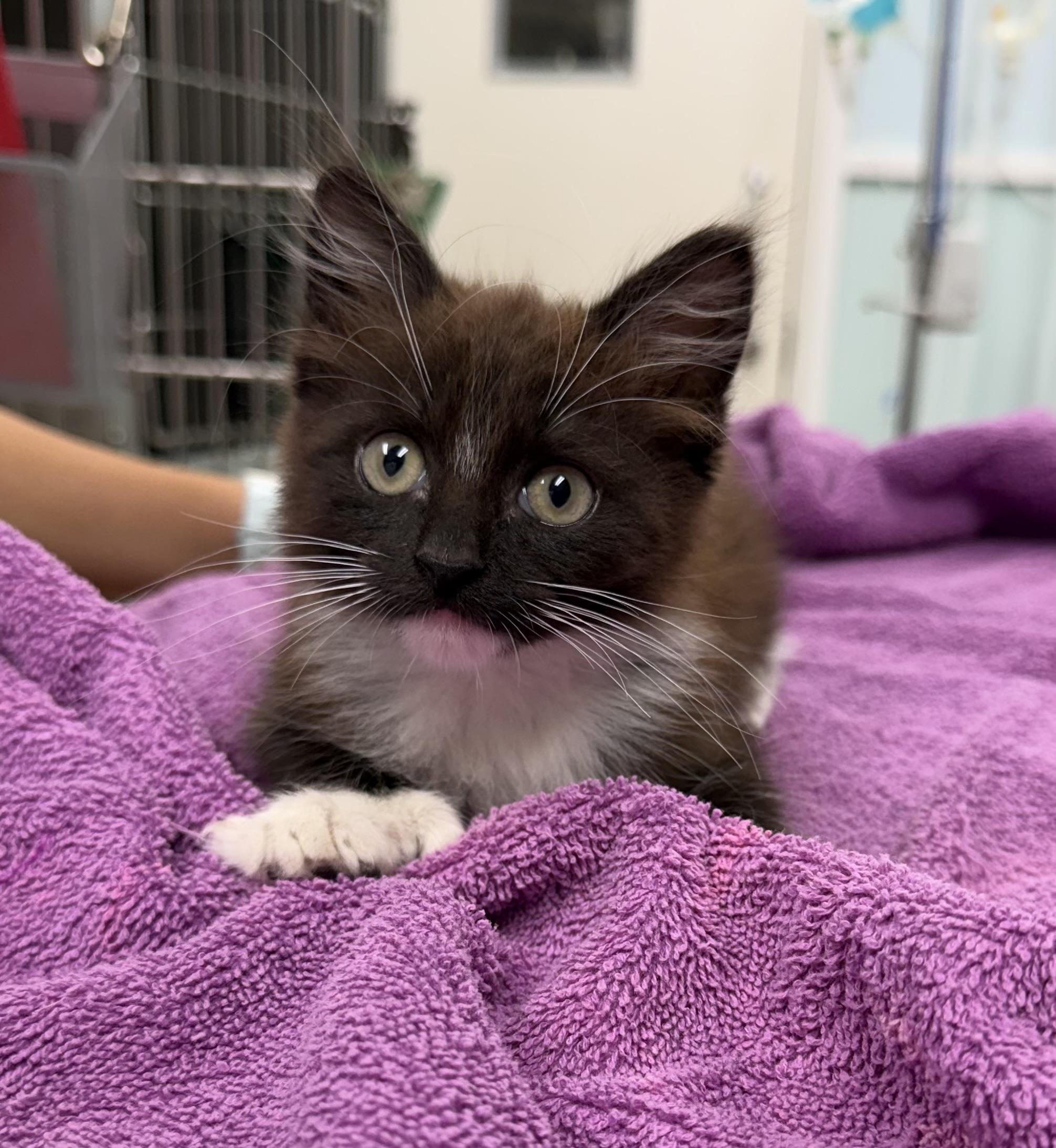 Soots, Adopted, Kitten Male Extra-Toes Cat / Hemingway Polydactyl.