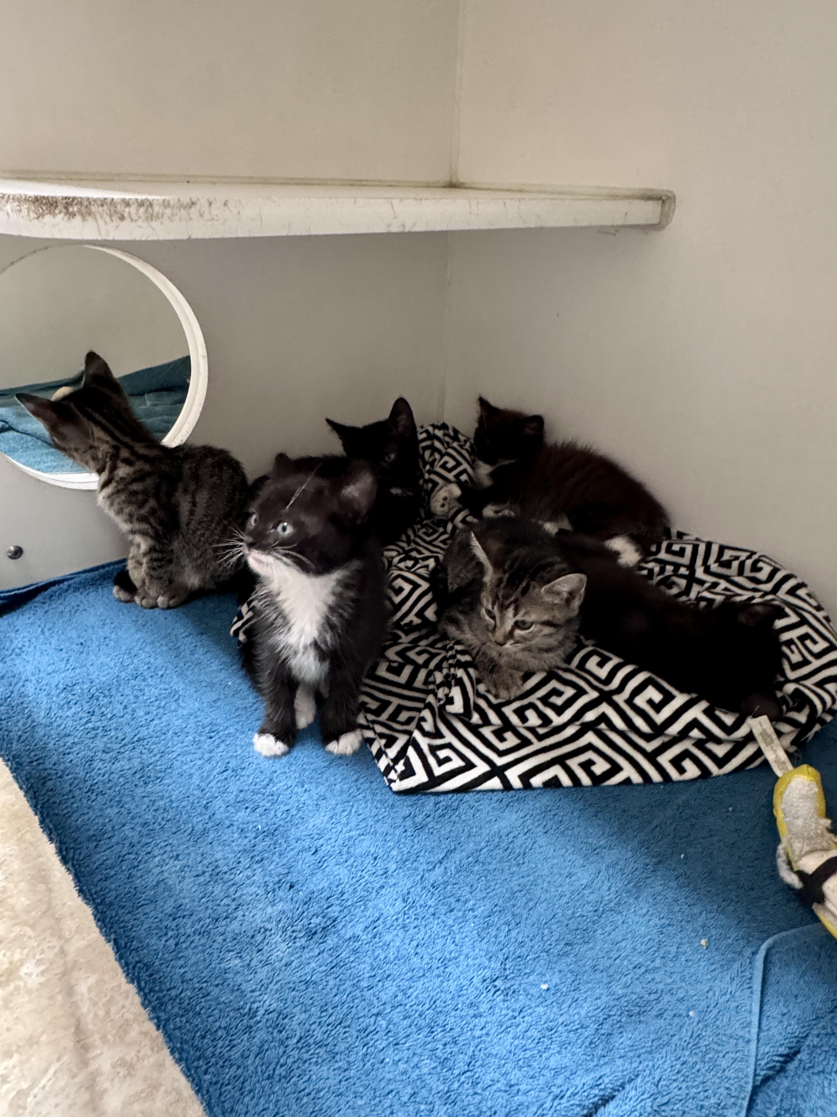 Soots, a Adopted Extra-Toes Cat / Hemingway Polydactyl in Gainesville, FL image 2/3