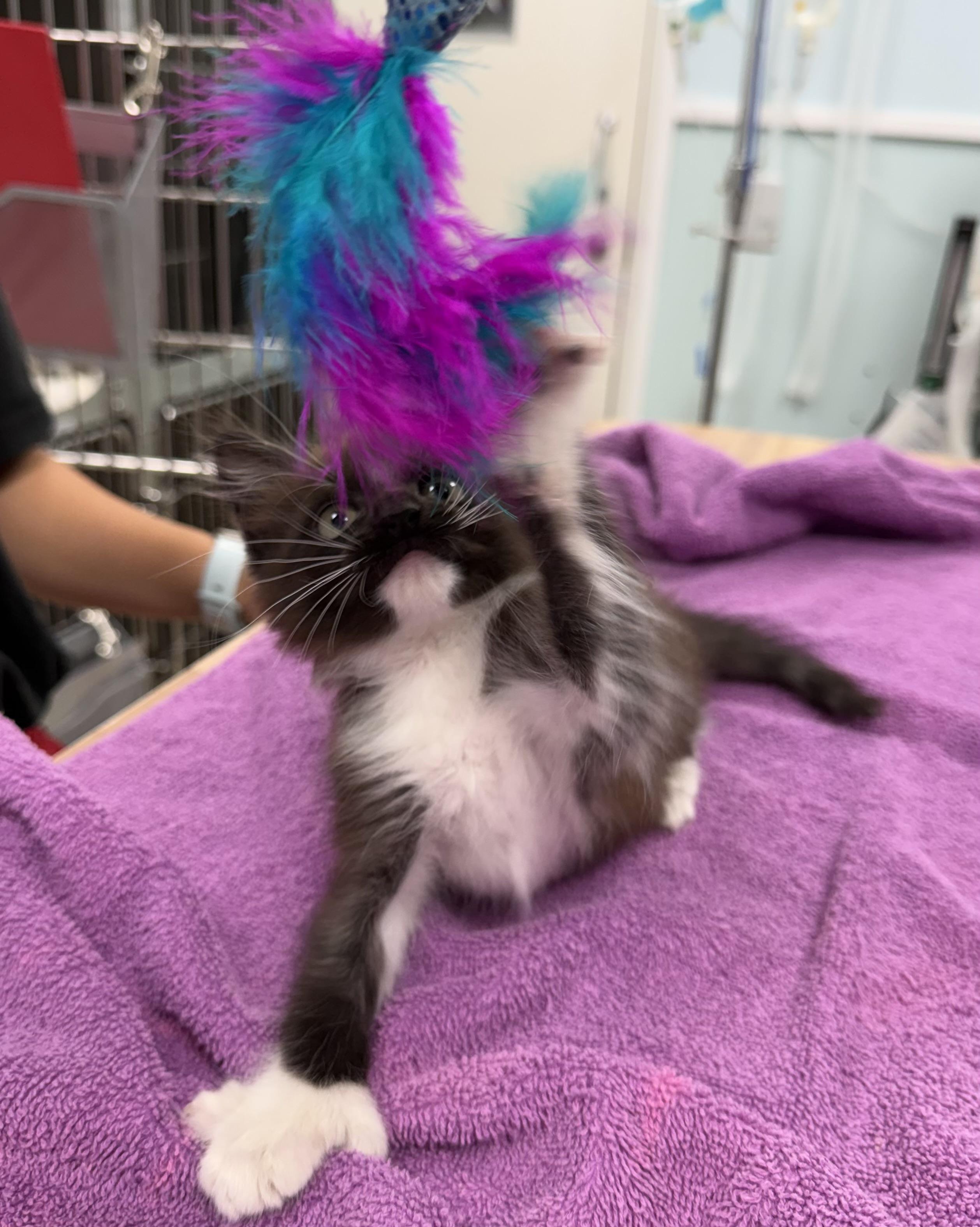 Soots, a Adopted Extra-Toes Cat / Hemingway Polydactyl in Gainesville, FL image 3/3