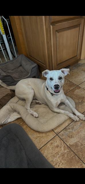 Kirkland, Adoptable, Adult Male Labrador Retriever.