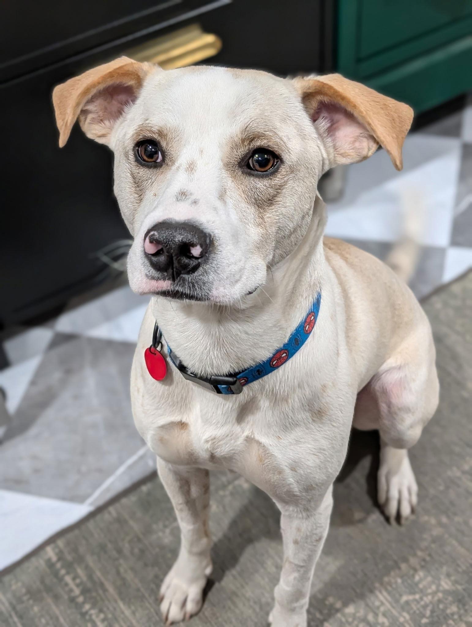 Kirkland, Adoptable, Adult Male Labrador Retriever.