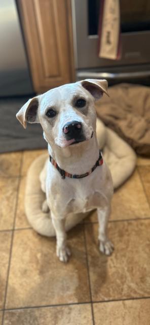 Enlarge Kirkland, a Adoptable Labrador Retriever in St. Louis, MO image 2/3