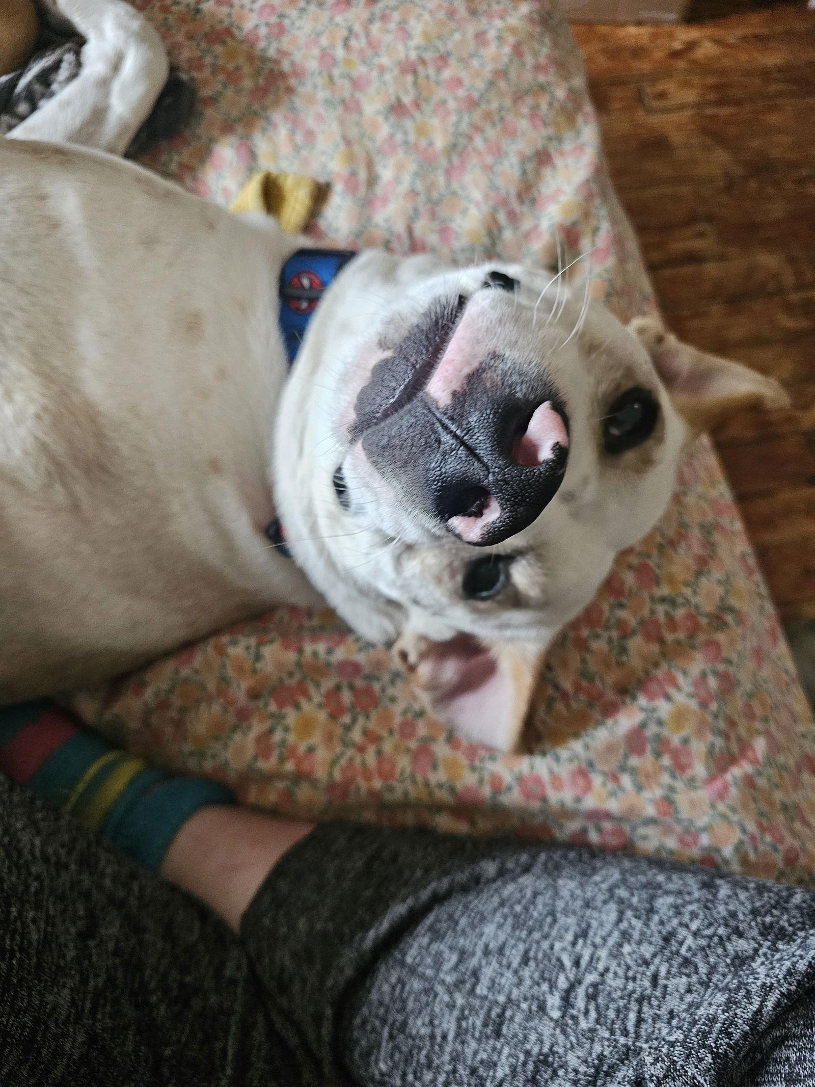 Enlarge Kirkland, a Adoptable Labrador Retriever in St. Louis, MO image 2/3