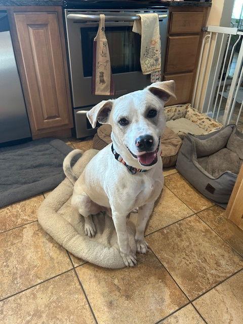 Enlarge Kirkland, a Adoptable Labrador Retriever in St. Louis, MO image 3/3