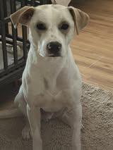 Enlarge Kirkland, a Adoptable Labrador Retriever in St. Louis, MO image 3/3