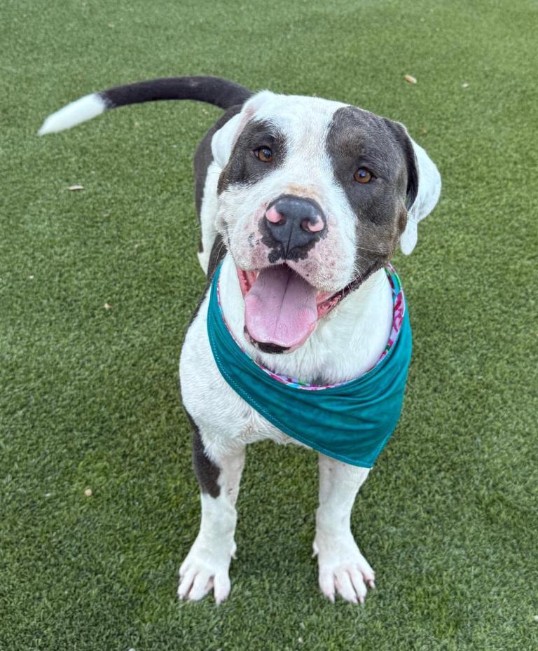 Kilo, Adoptable, Adult Male Pit Bull Terrier & American Staffordshire Terrier.