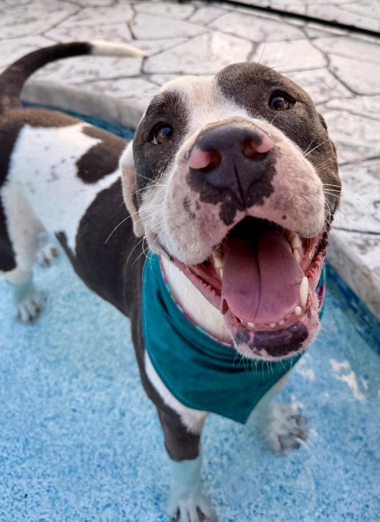 Enlarge Kilo, a Adoptable mixed breed in San Antonio, TX image 2/3