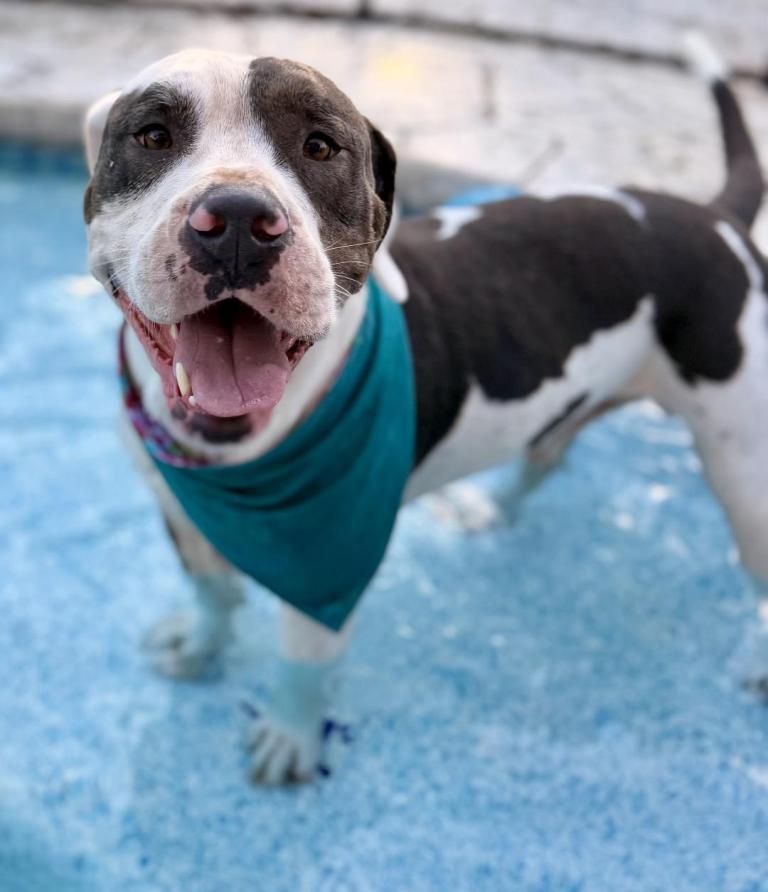 Enlarge Kilo, a Adoptable mixed breed in San Antonio, TX image 3/3