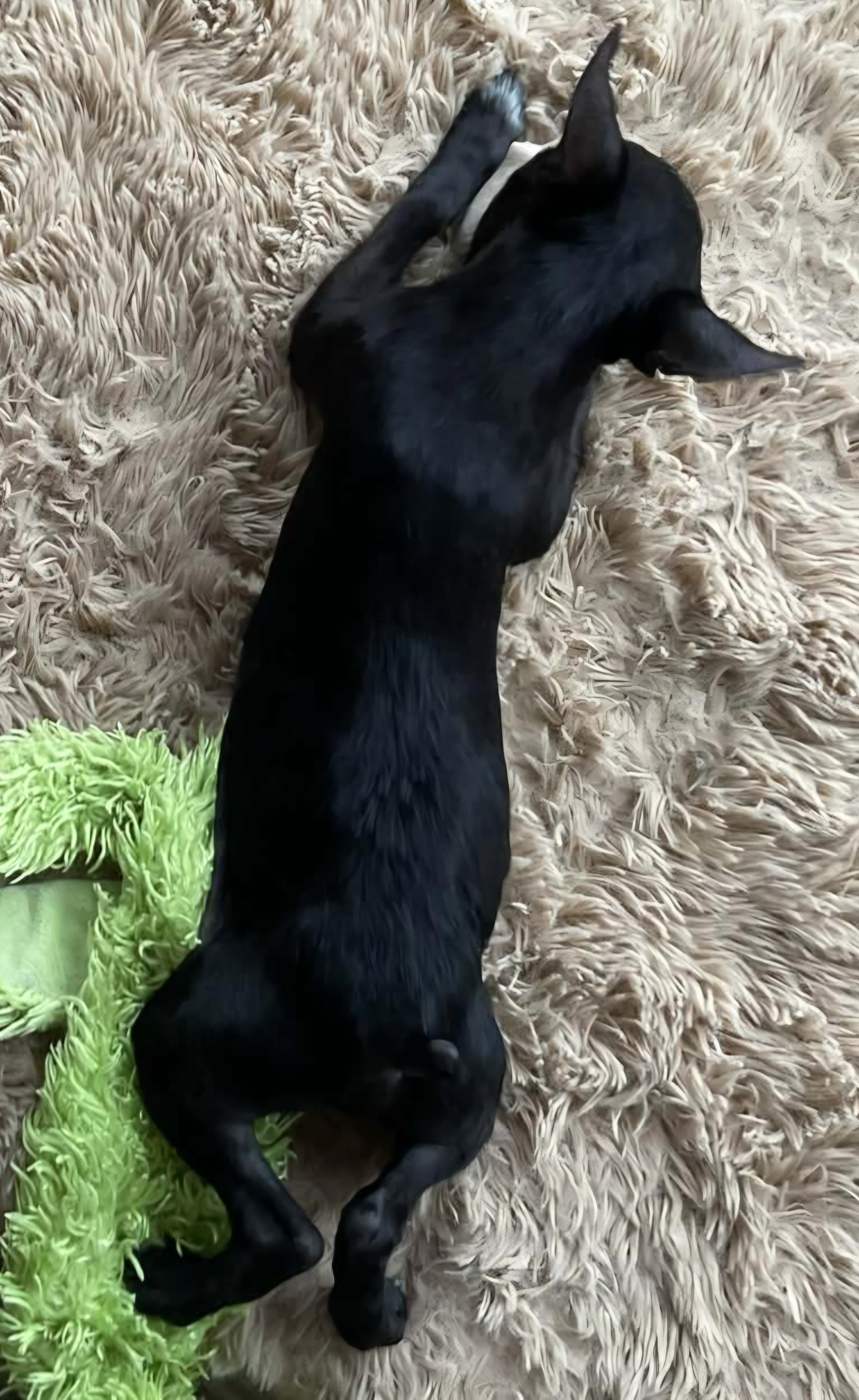 Enlarge Reba, a Adoptable mixed breed in Omaha, NE image 3/3