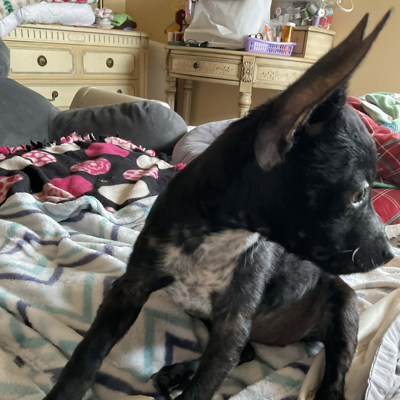 Enlarge Reba, a Adoptable mixed breed in Omaha, NE image 2/3