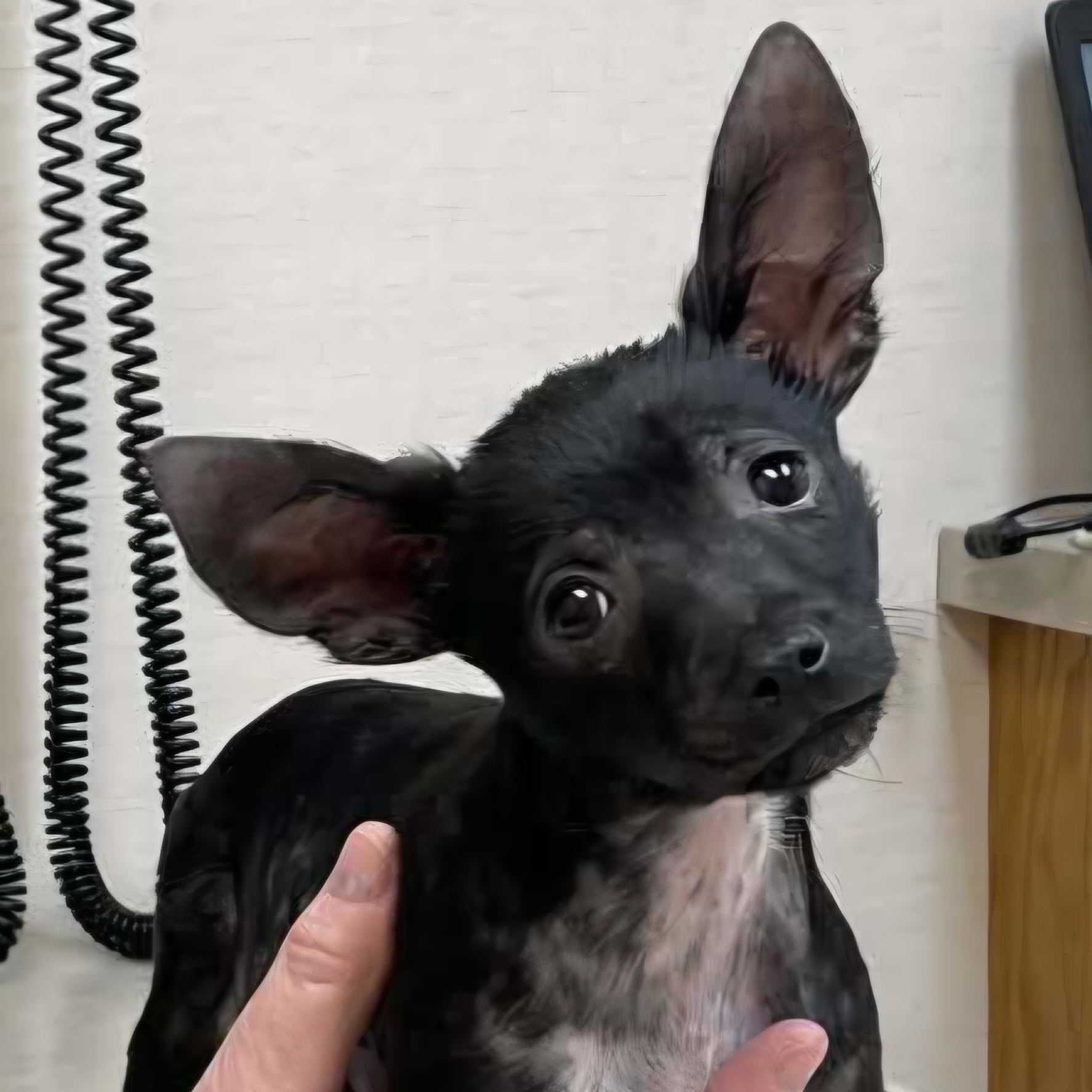 Enlarge Reba, a Adoptable mixed breed in Omaha, NE image 1/3