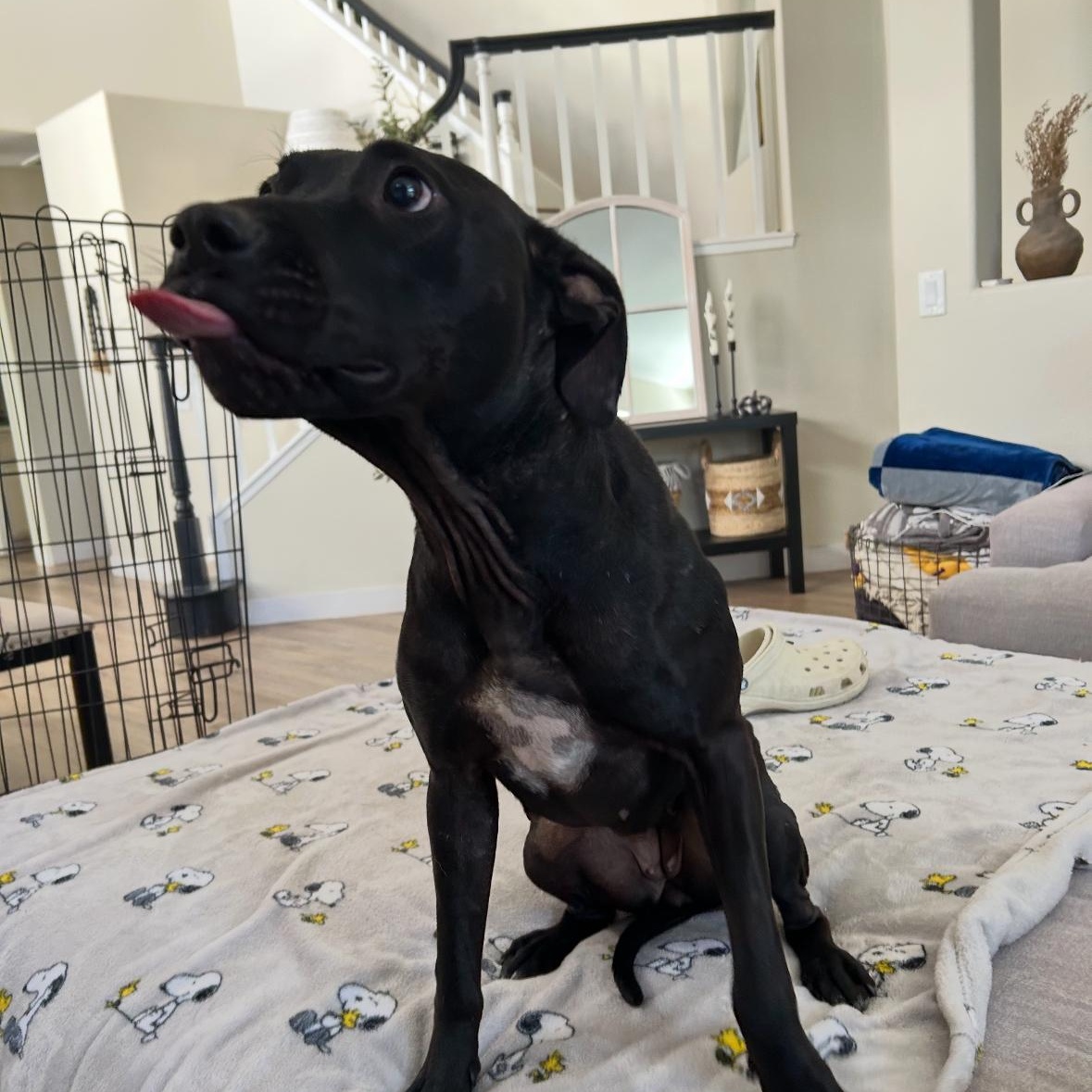 Riley!, a Adoptable mixed breed in Portland, OR image 4/4