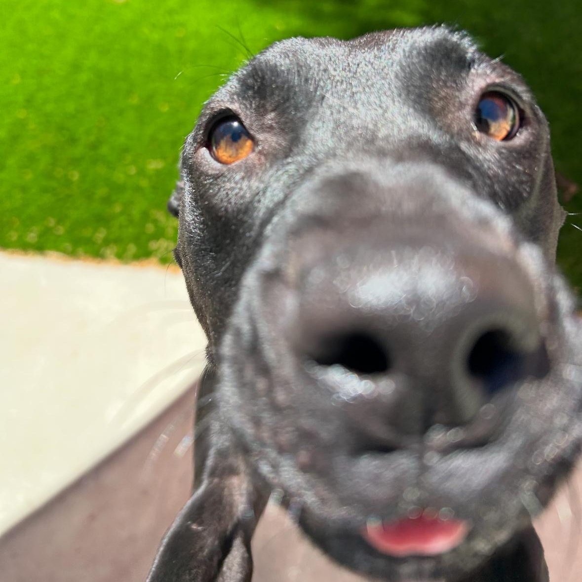 Riley!, Adoptable, Young Female Pit Bull Terrier.